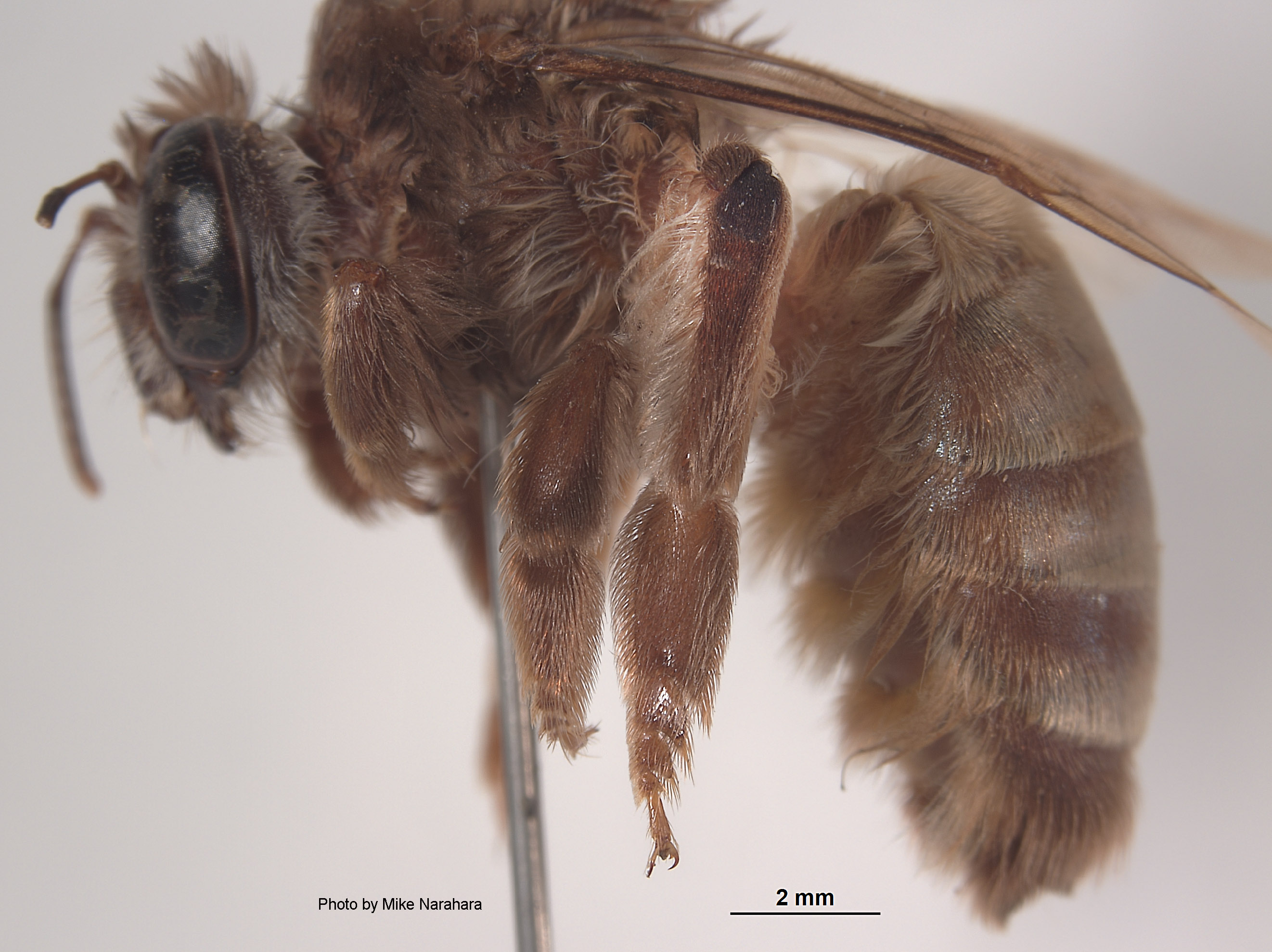 Megacilissa thoracica image